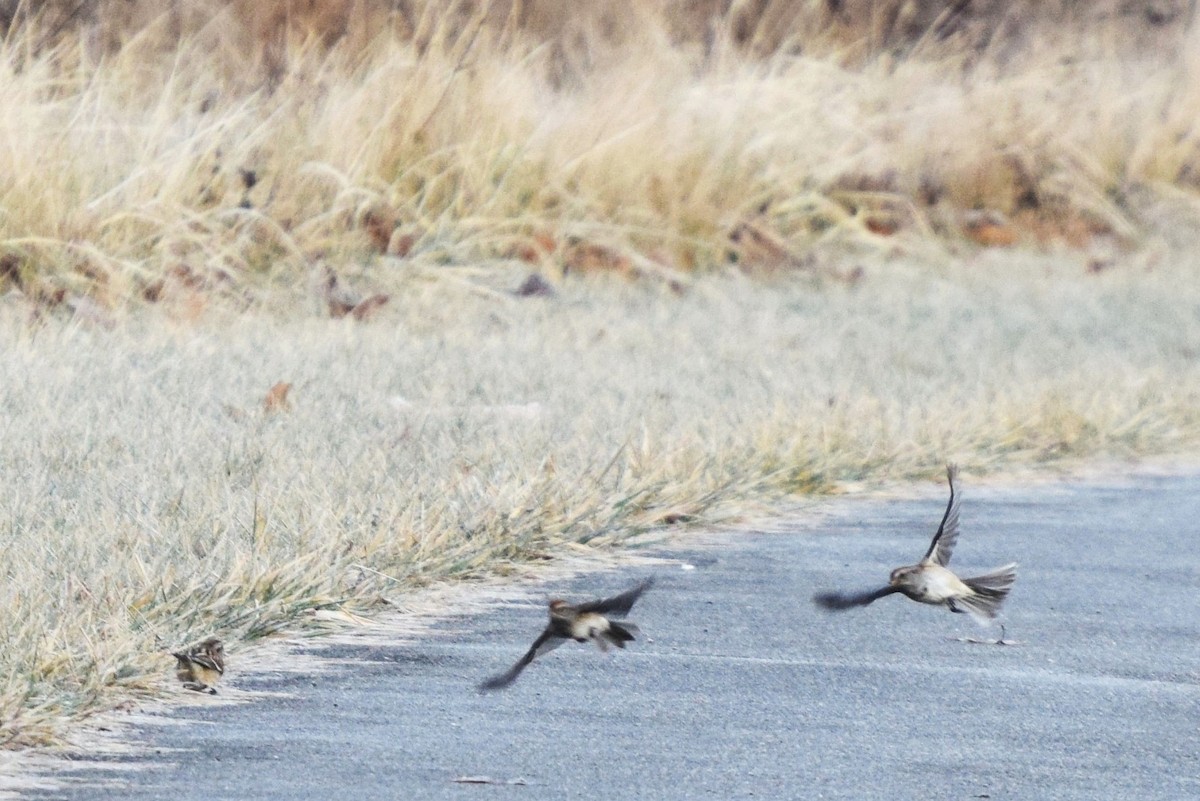 American Tree Sparrow - ML45160431