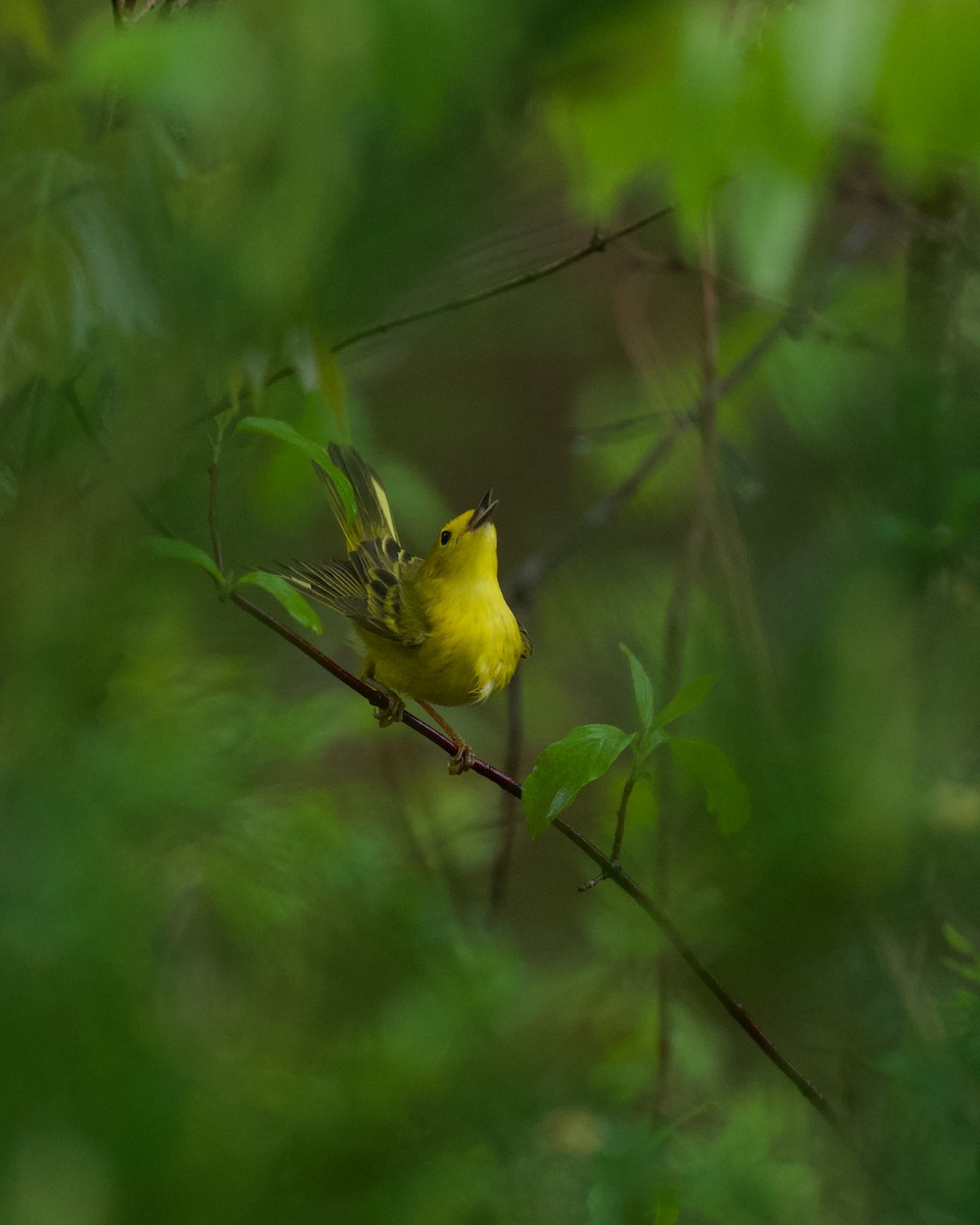 Yellow Warbler - ML451606661