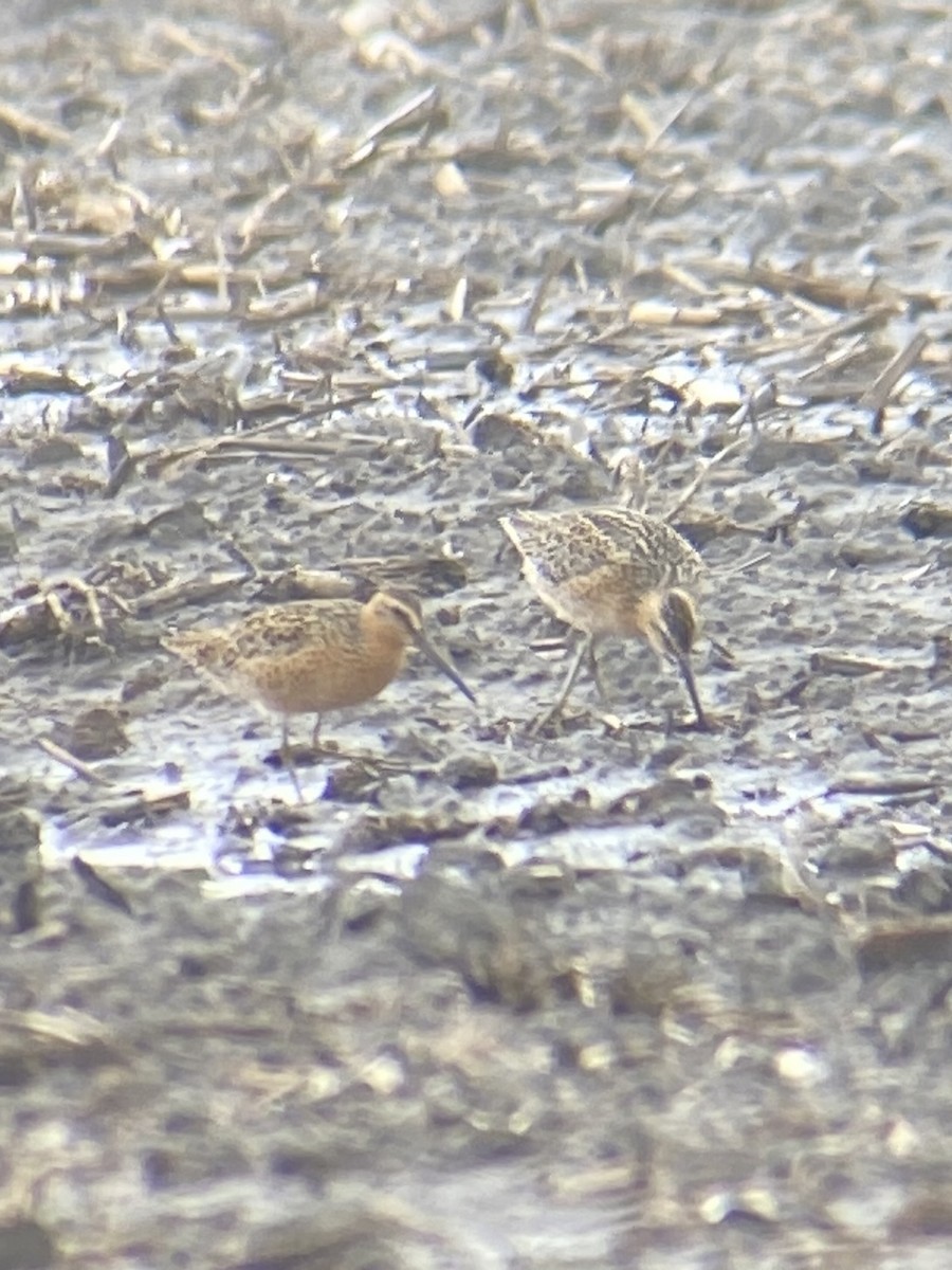 Short-billed Dowitcher - ML451607351