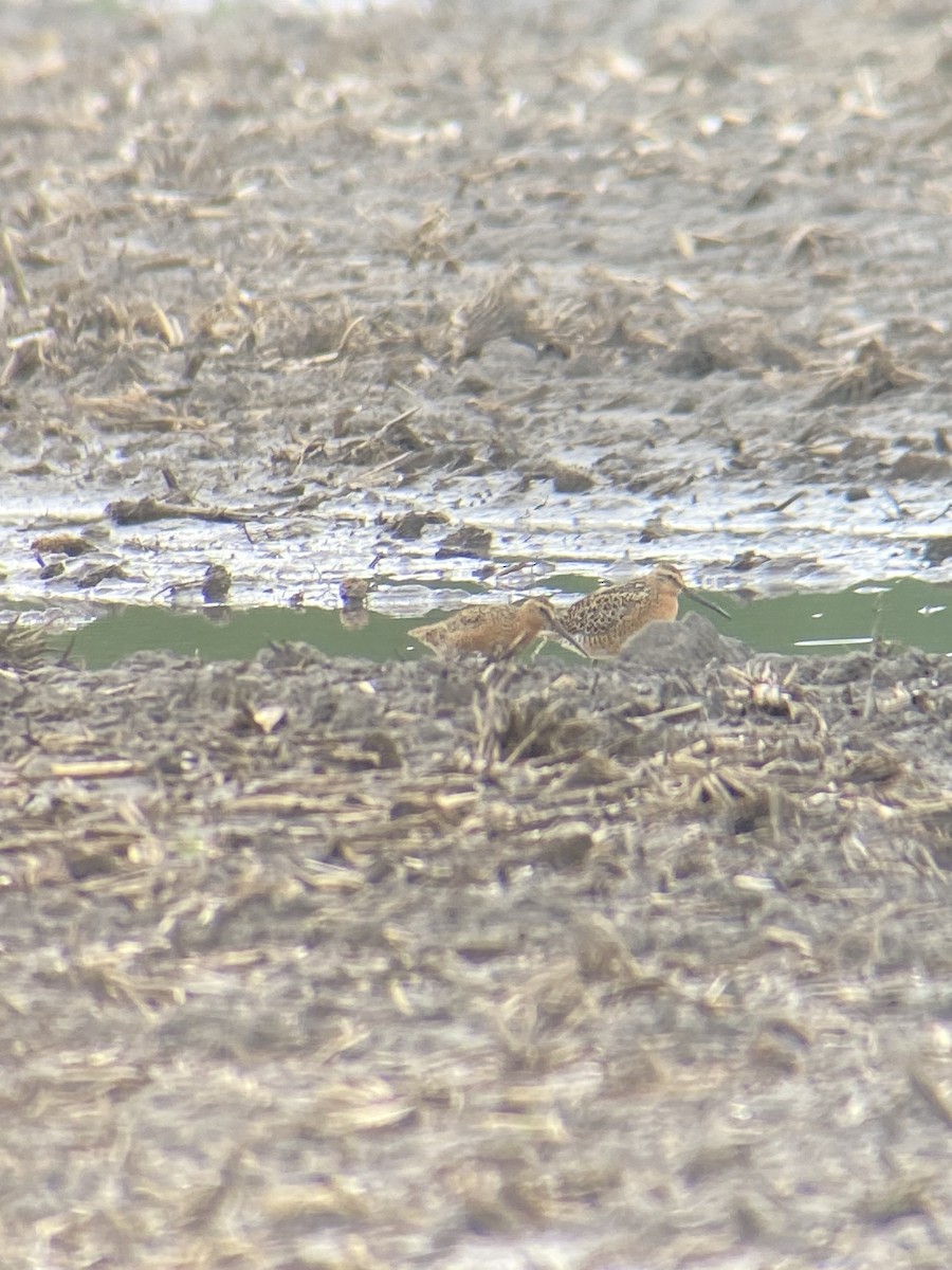 Short-billed Dowitcher - Tim Cornish