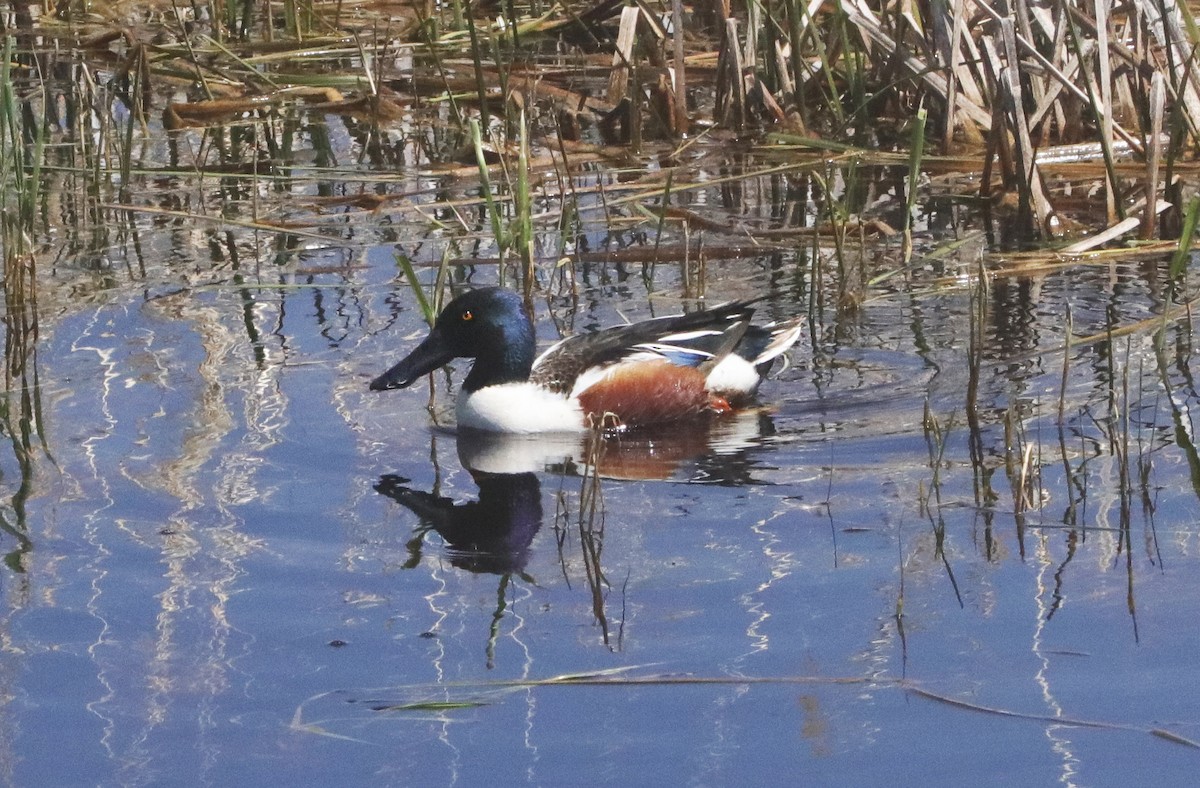 Northern Shoveler - ML451609231