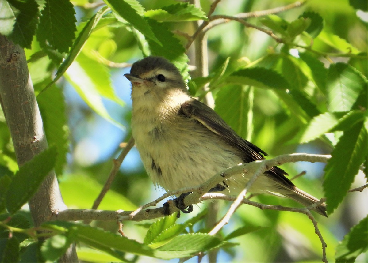 Warbling Vireo - ML451609341