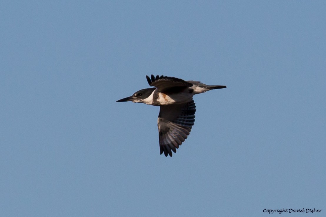 Belted Kingfisher - ML45161001