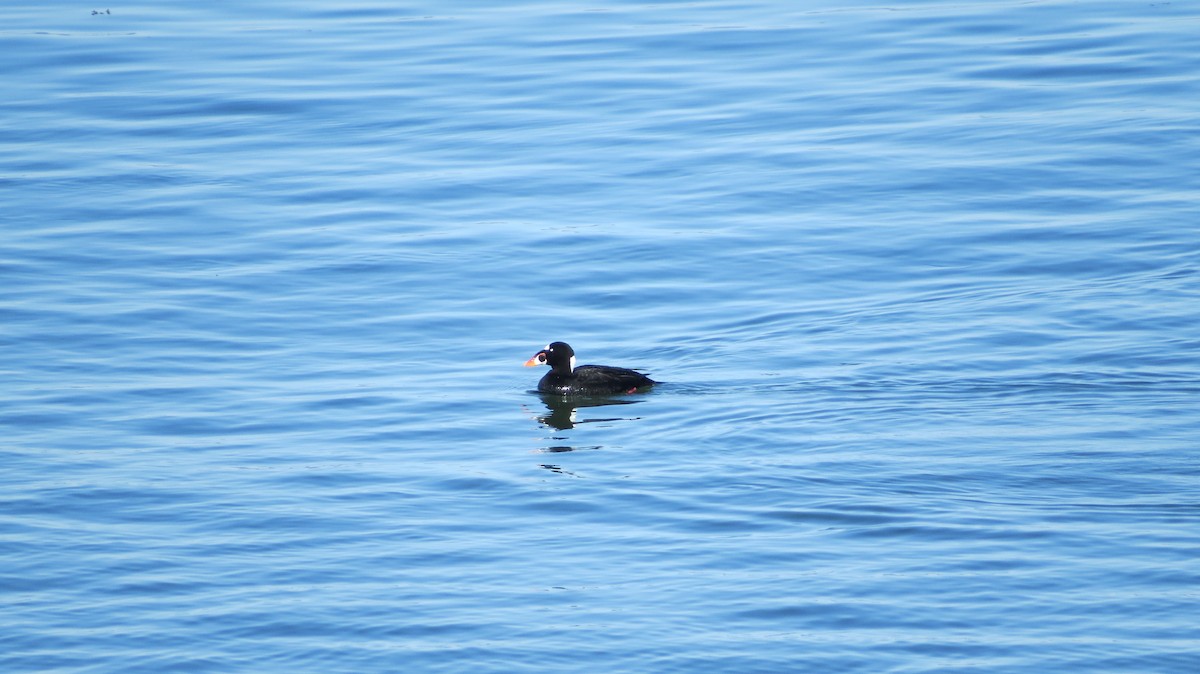 Surf Scoter - ML451611431