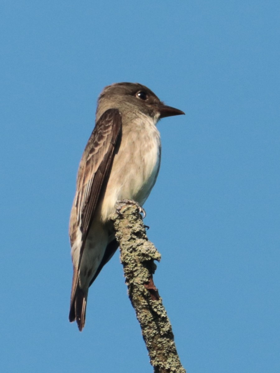 Olive-sided Flycatcher - ML451611631