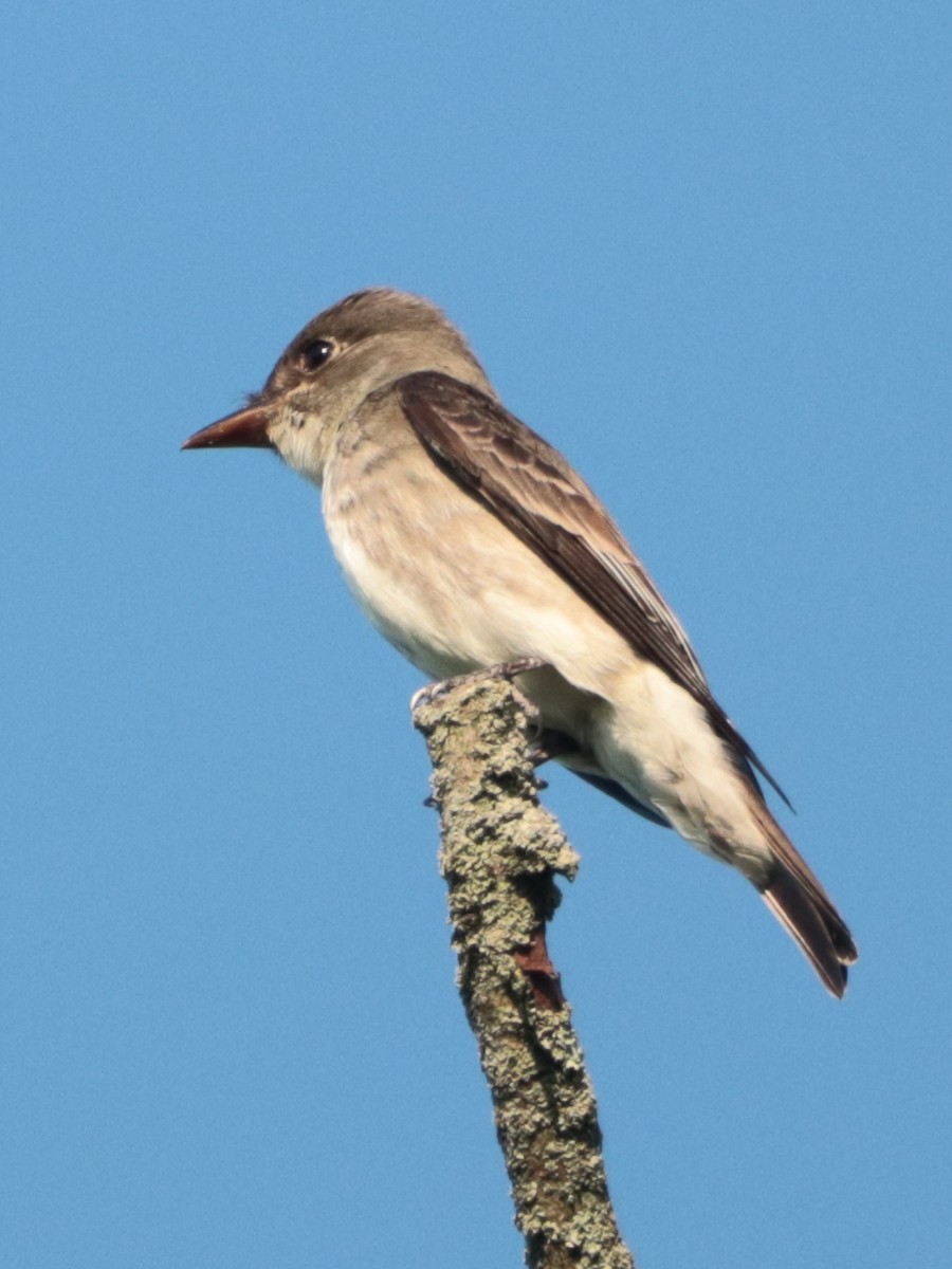 Olive-sided Flycatcher - ML451611731