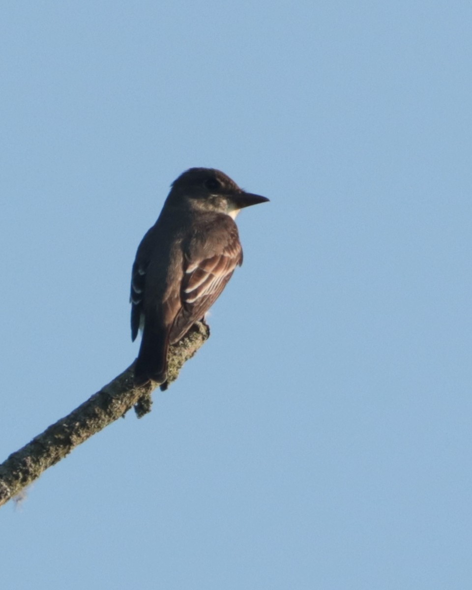 Olive-sided Flycatcher - ML451611811