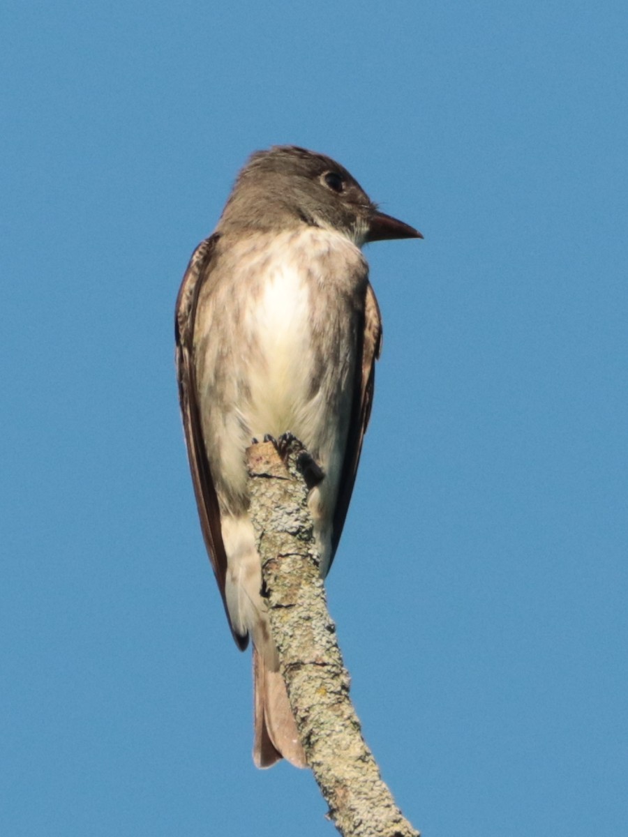 Olive-sided Flycatcher - ML451611971