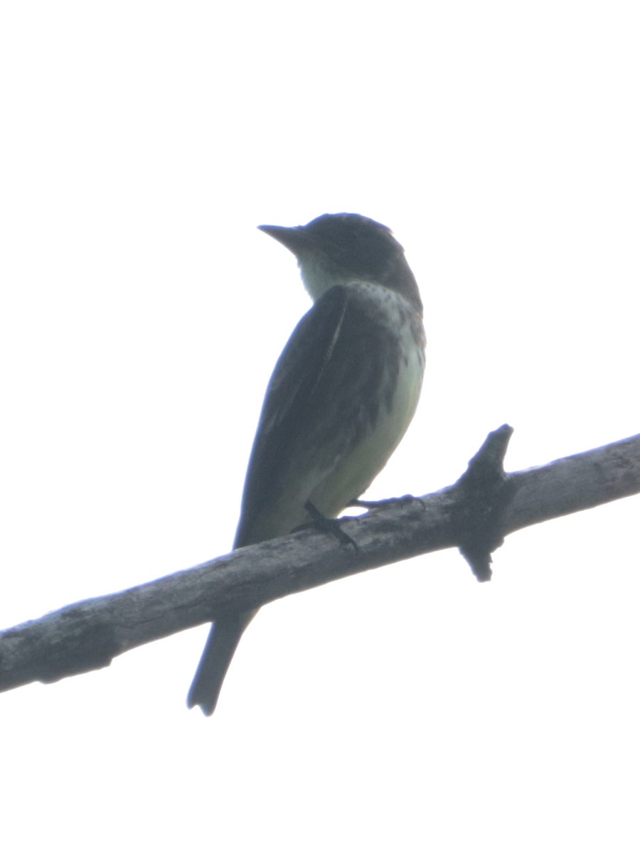 Olive-sided Flycatcher - ML451612111