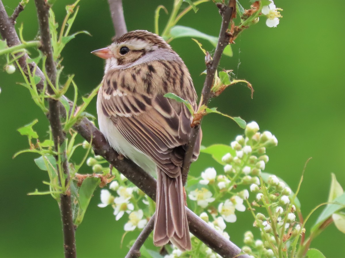 Clay-colored Sparrow - ML451613131