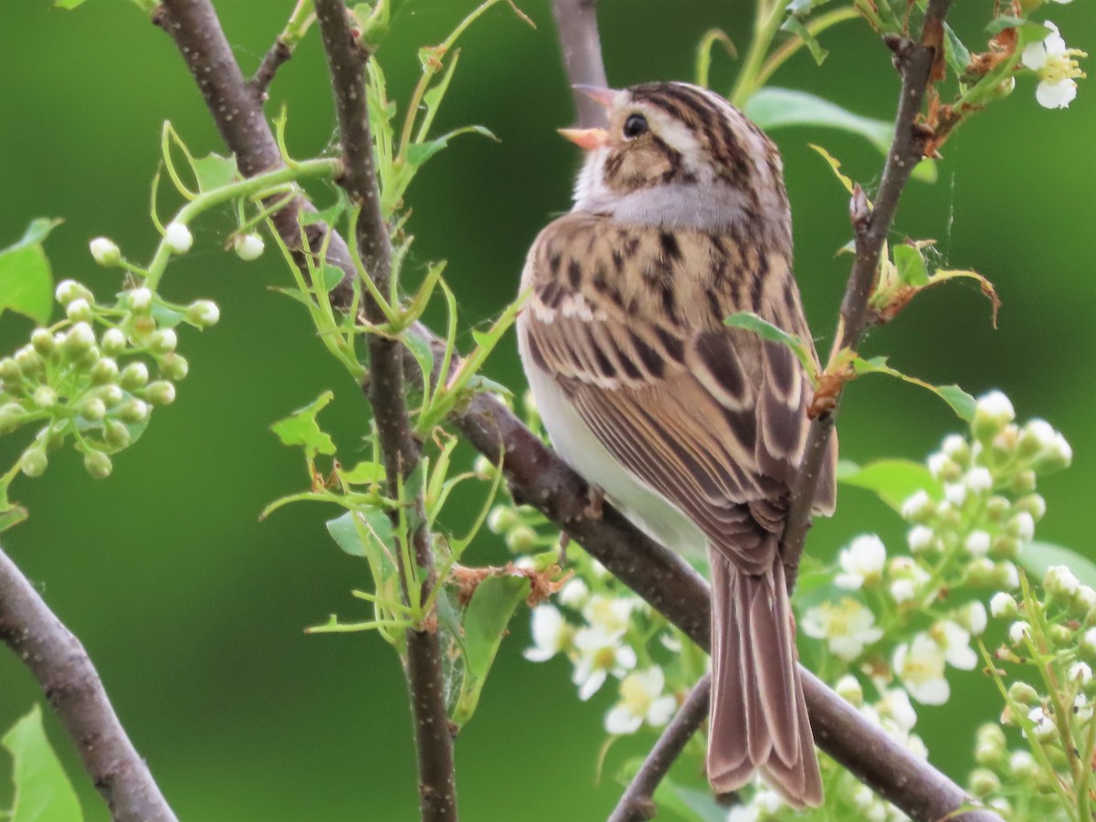 Clay-colored Sparrow - David and Regan Goodyear