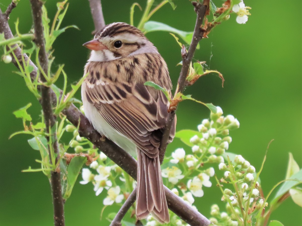 Clay-colored Sparrow - ML451613191