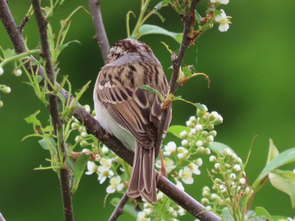 Clay-colored Sparrow - ML451613291