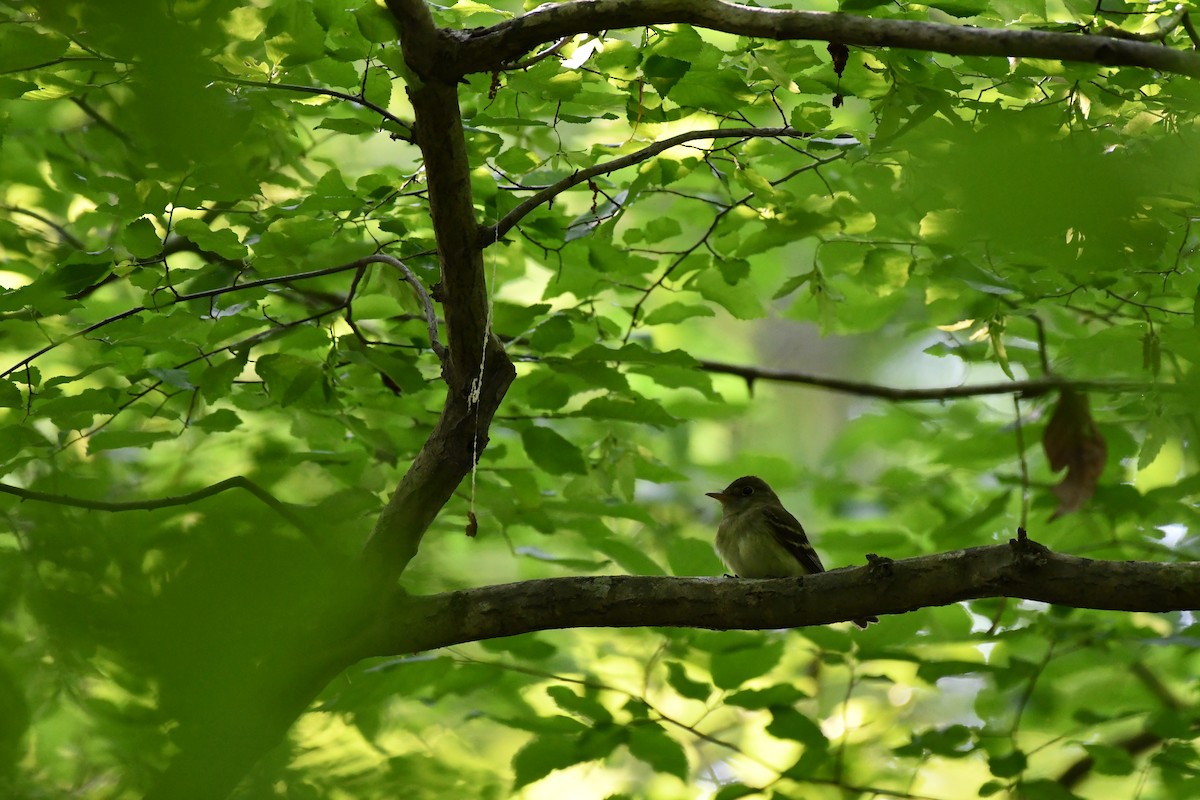 Acadian Flycatcher - Brian Bek