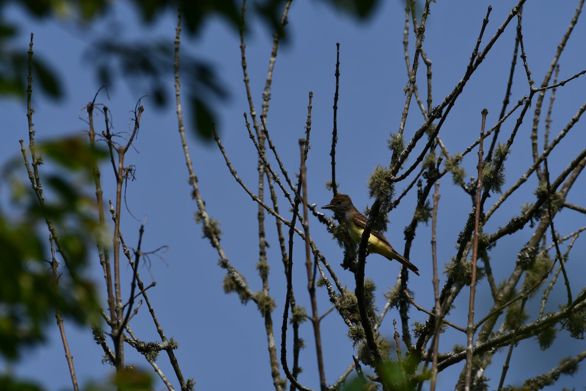 Great Crested Flycatcher - ML451613781