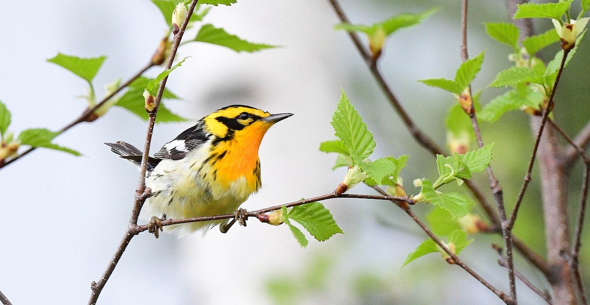 hemlokkparula - ML451614101