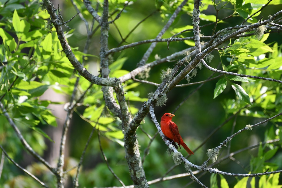 Piranga Roja - ML451614111