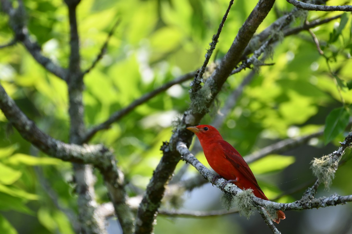 Summer Tanager - Brian Bek