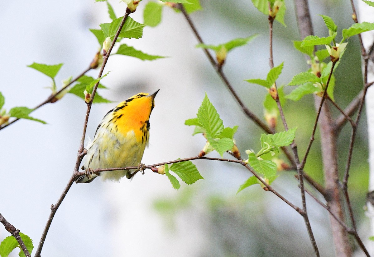 hemlokkparula - ML451614241