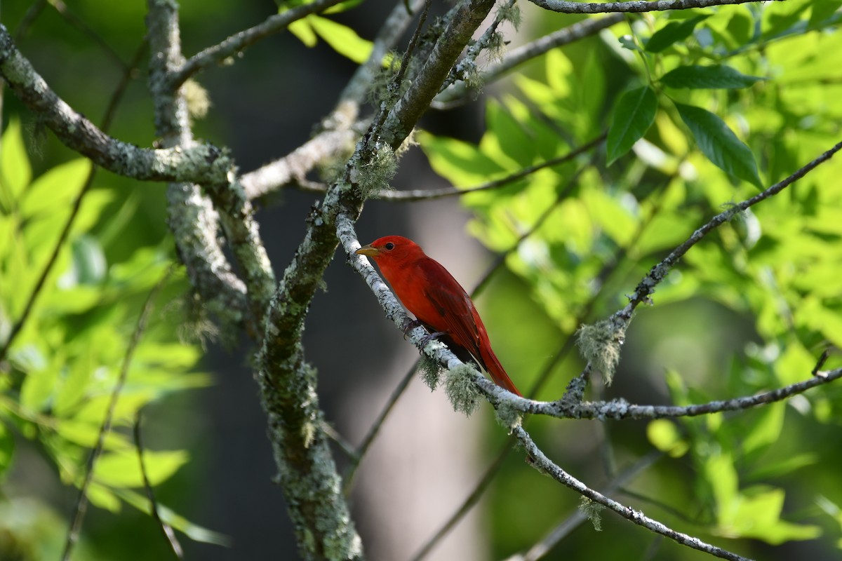 Summer Tanager - ML451614271