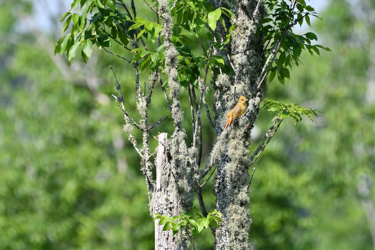 Summer Tanager - Brian Bek