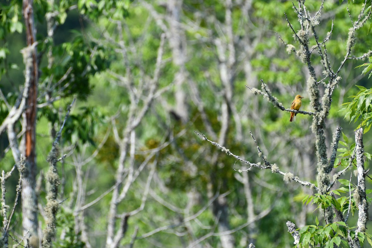 Summer Tanager - Brian Bek