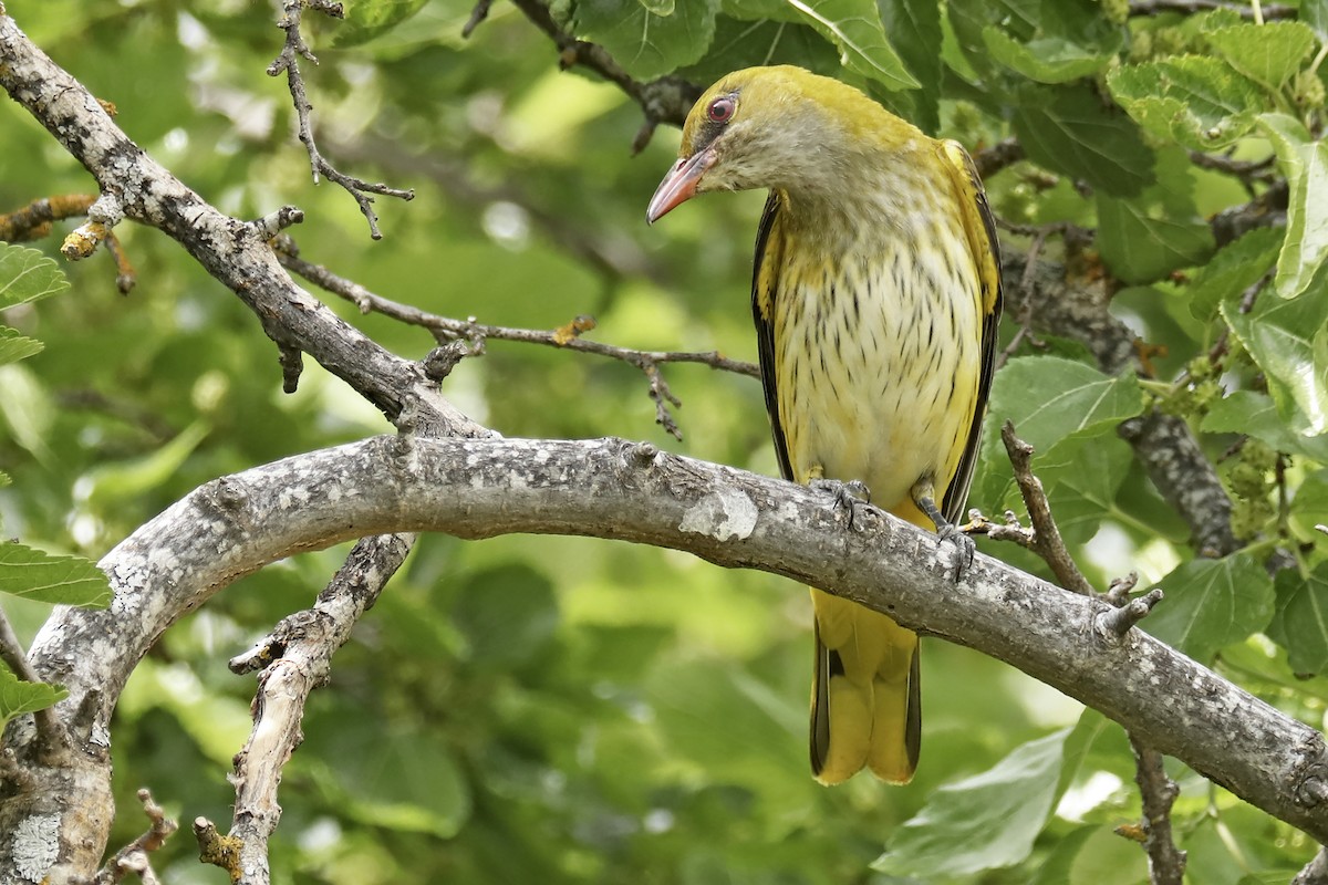 Eurasian Golden Oriole - ML451615651