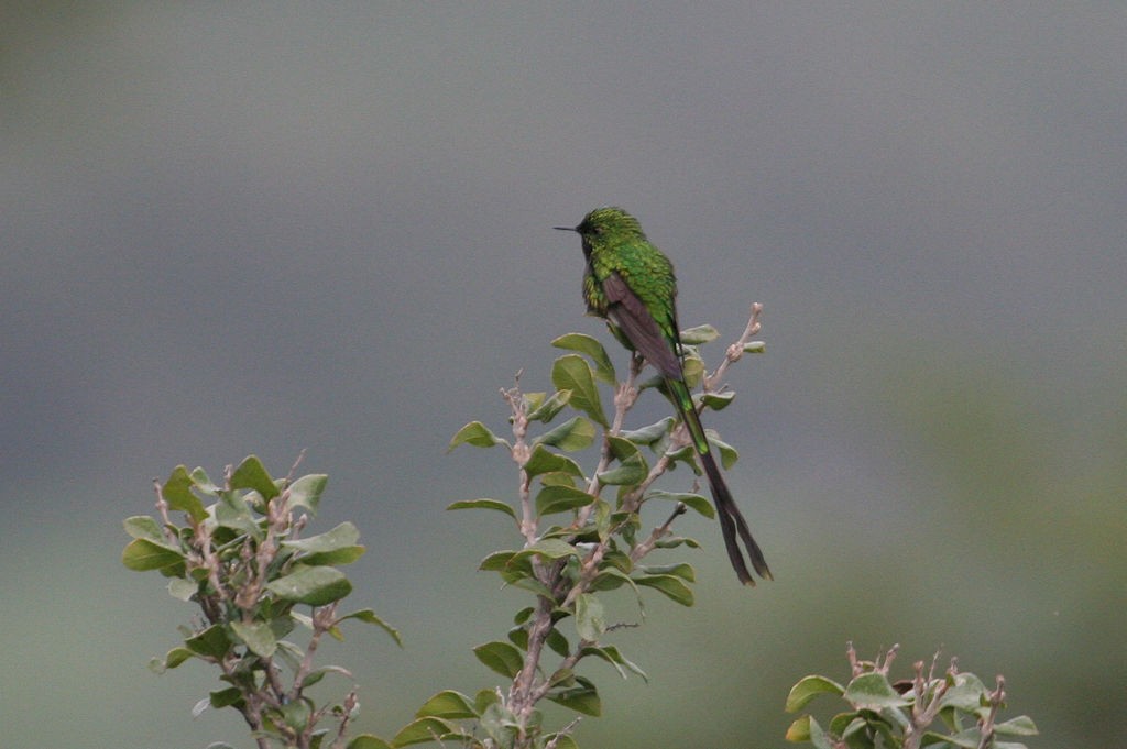 Yeşil Kuyruklu Kolibri - ML45161741