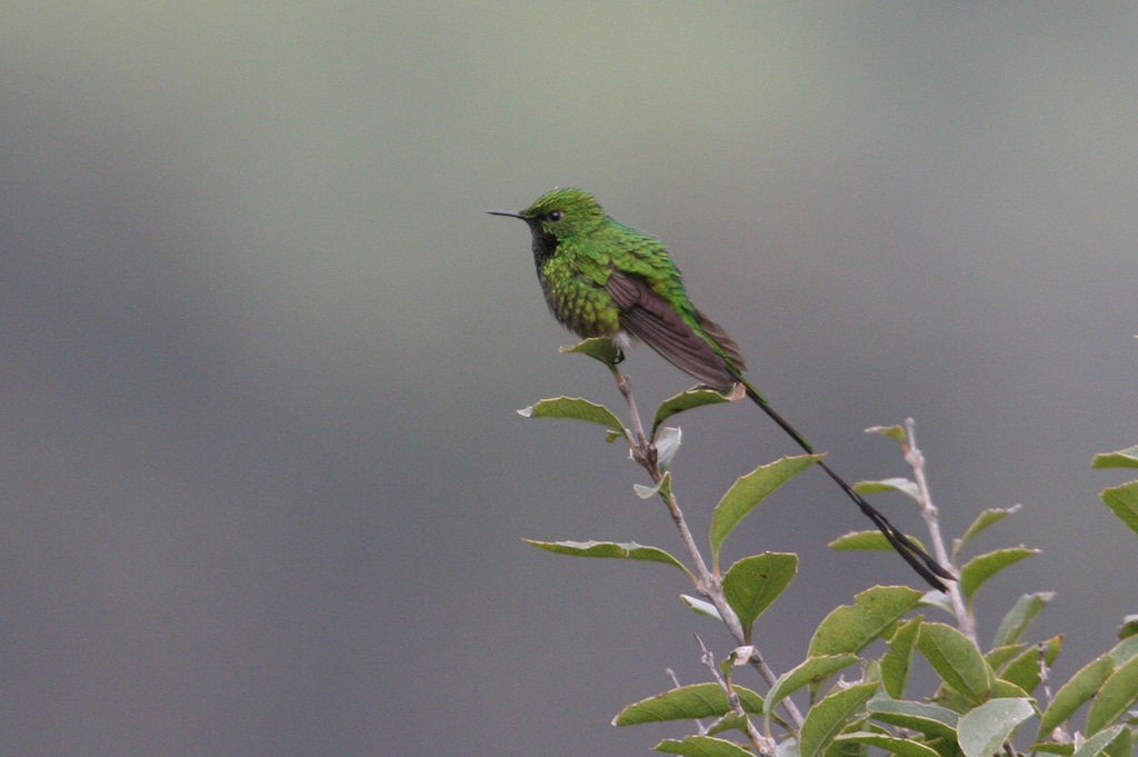 Yeşil Kuyruklu Kolibri - ML45161751