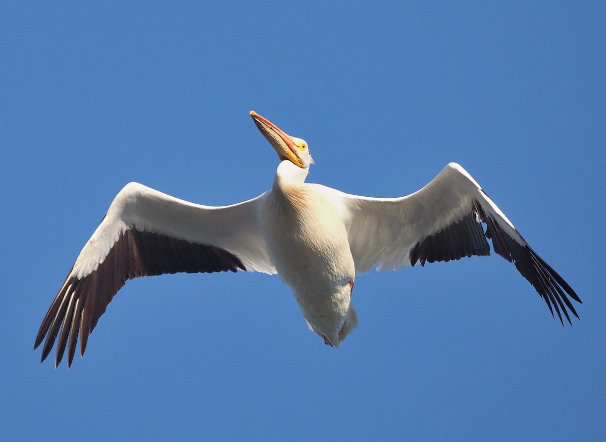 American White Pelican - ML451626041