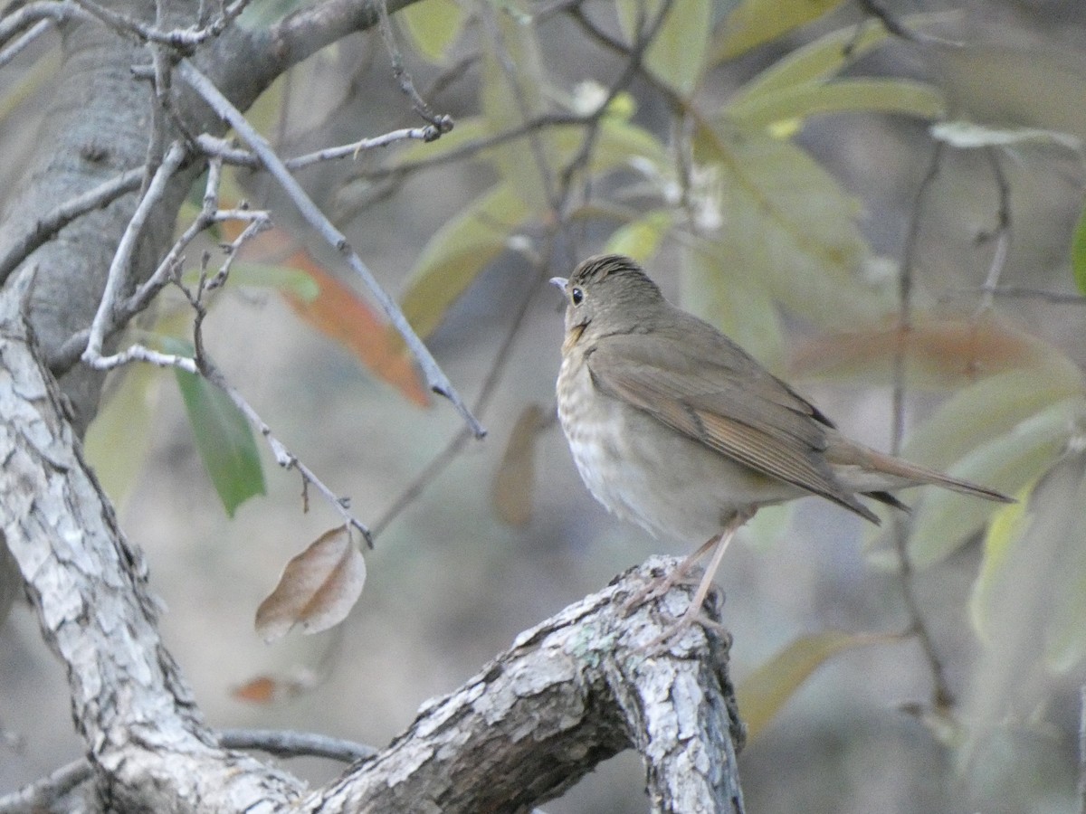 Swainson's Thrush - ML451626871