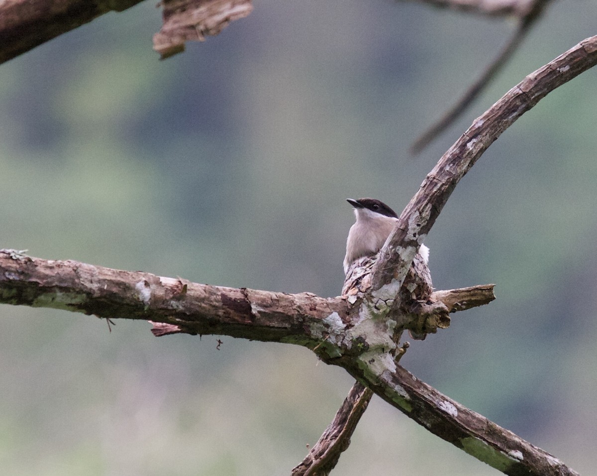 Bar-winged Flycatcher-shrike - ML45162781