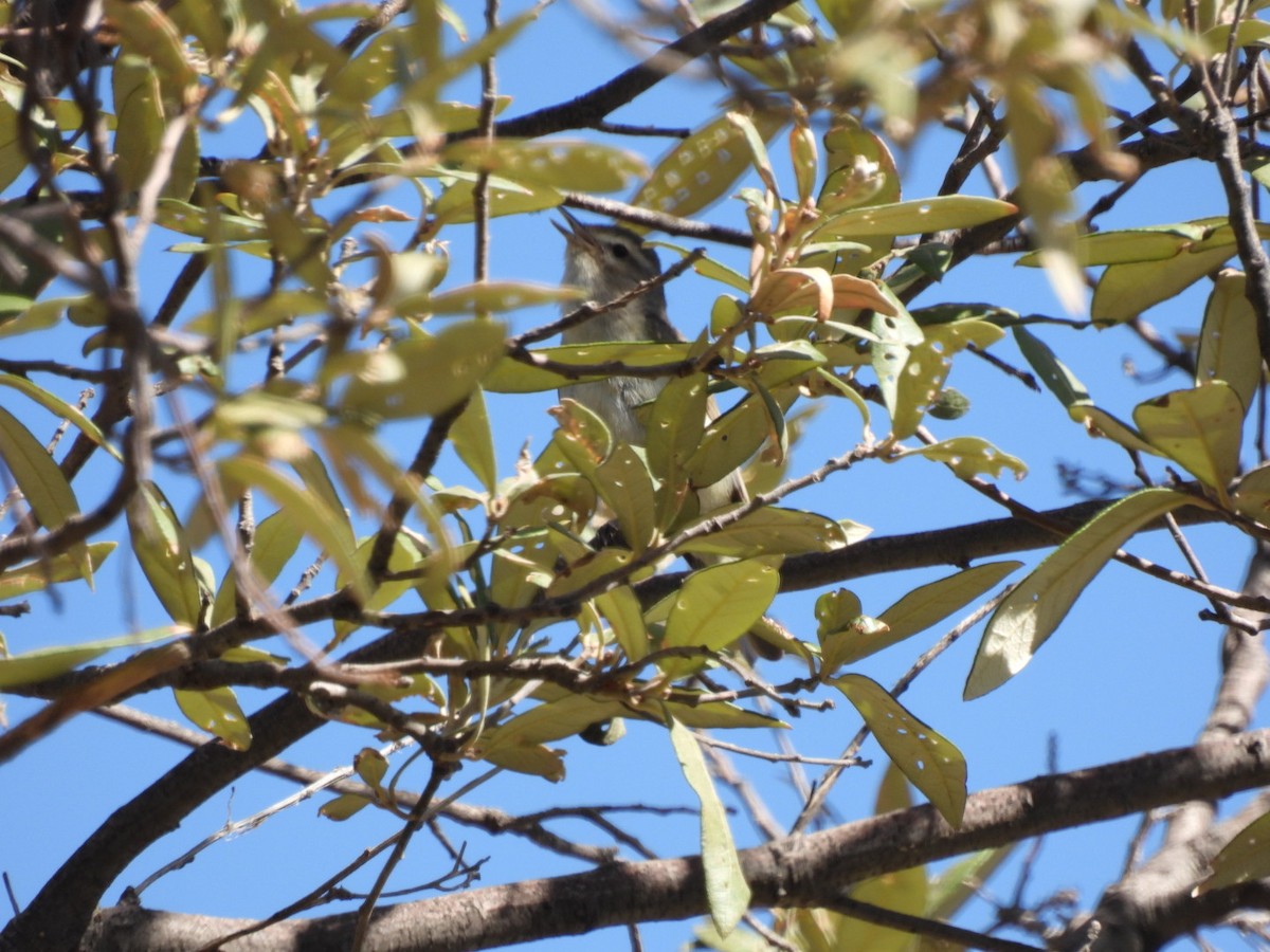 Warbling Vireo - Steven Self