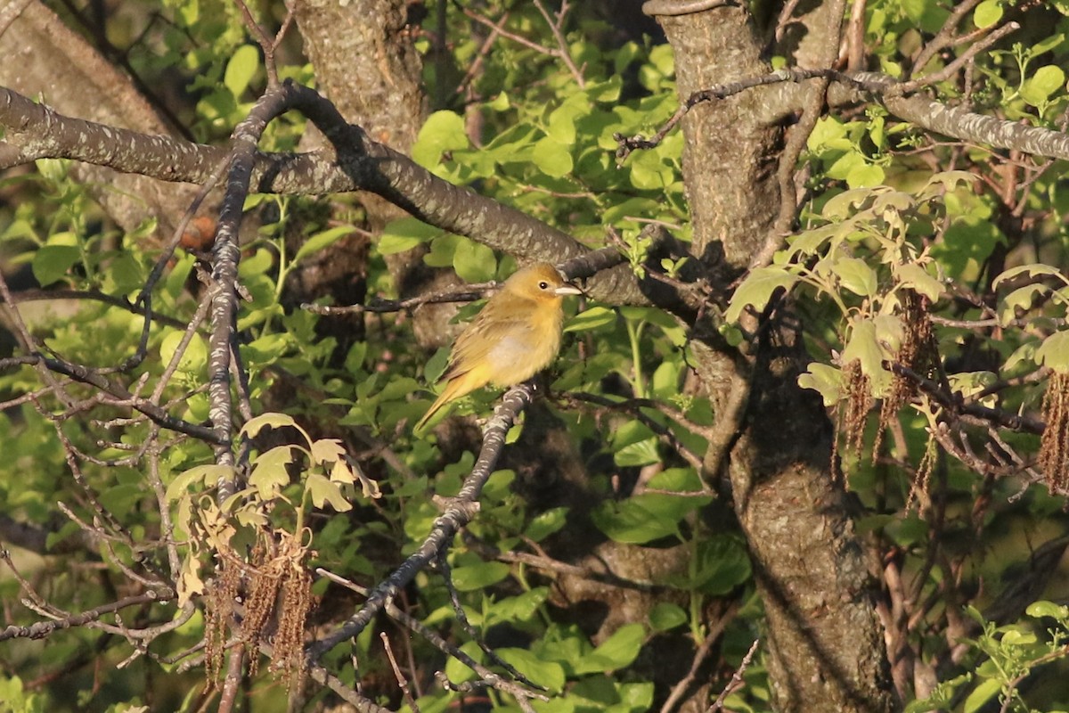 piranga ohnivá - ML451628761