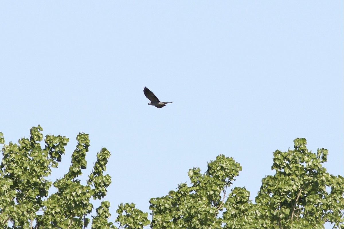 Mississippi Kite - ML451629481