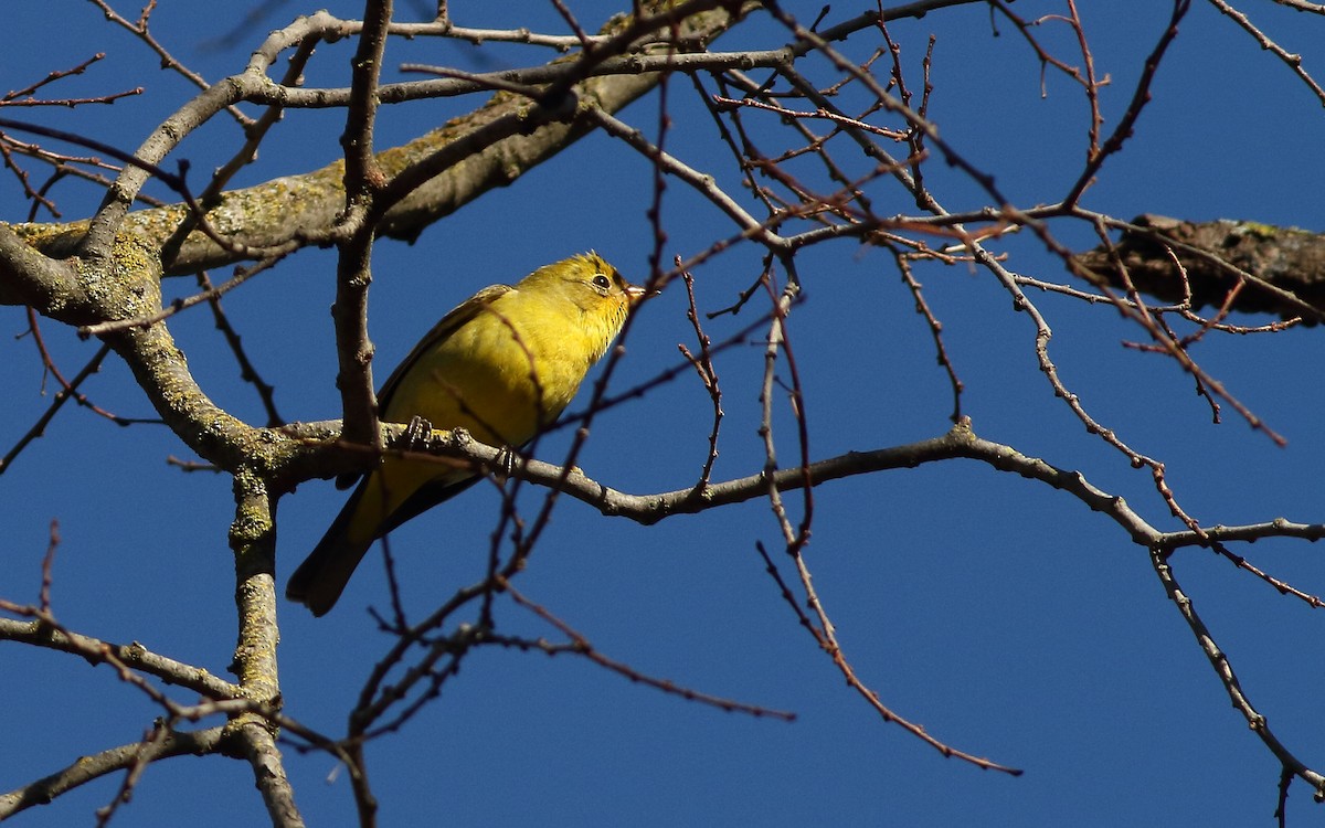 Western Tanager - ML45163121