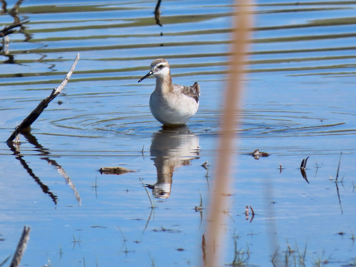 hvithalesvømmesnipe - ML451632561