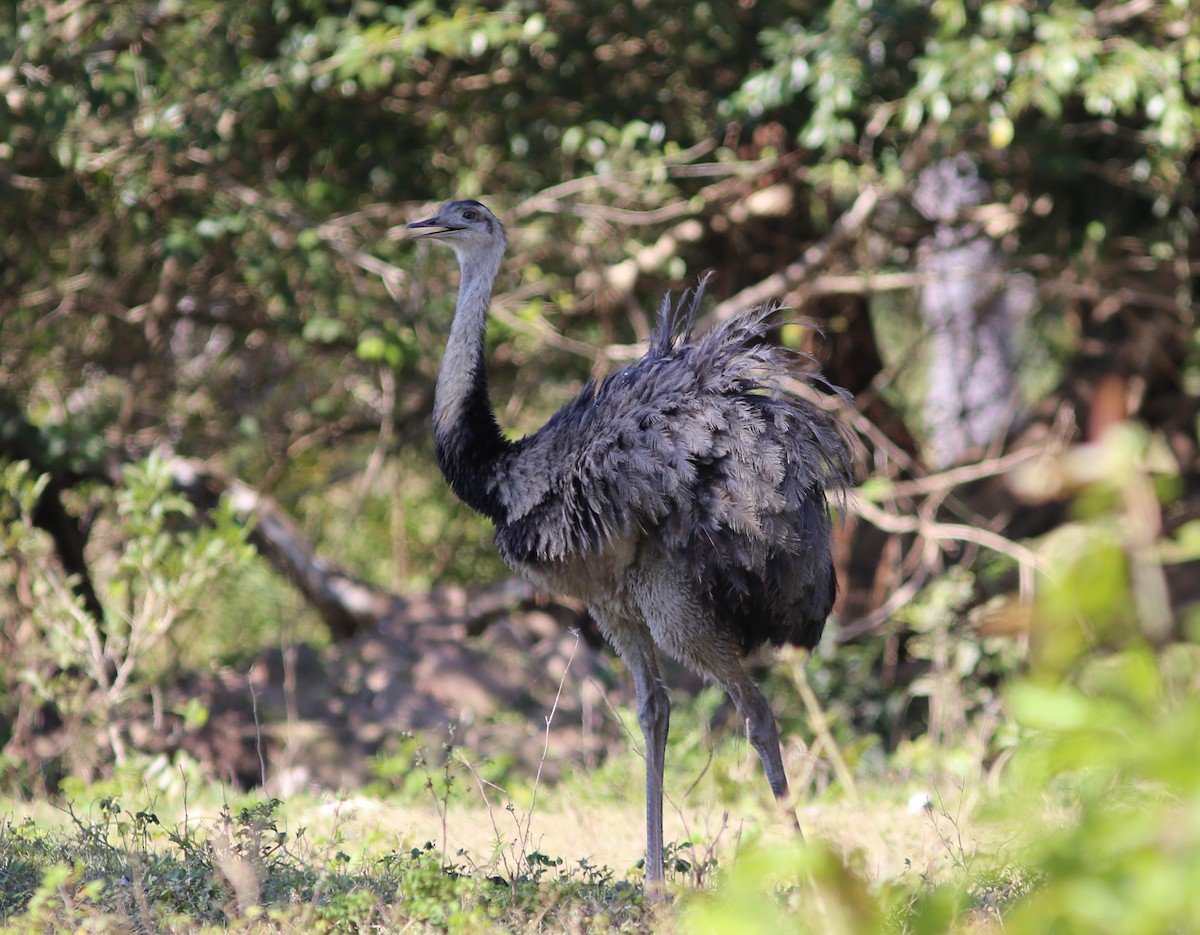 Greater Rhea - Rohan van Twest