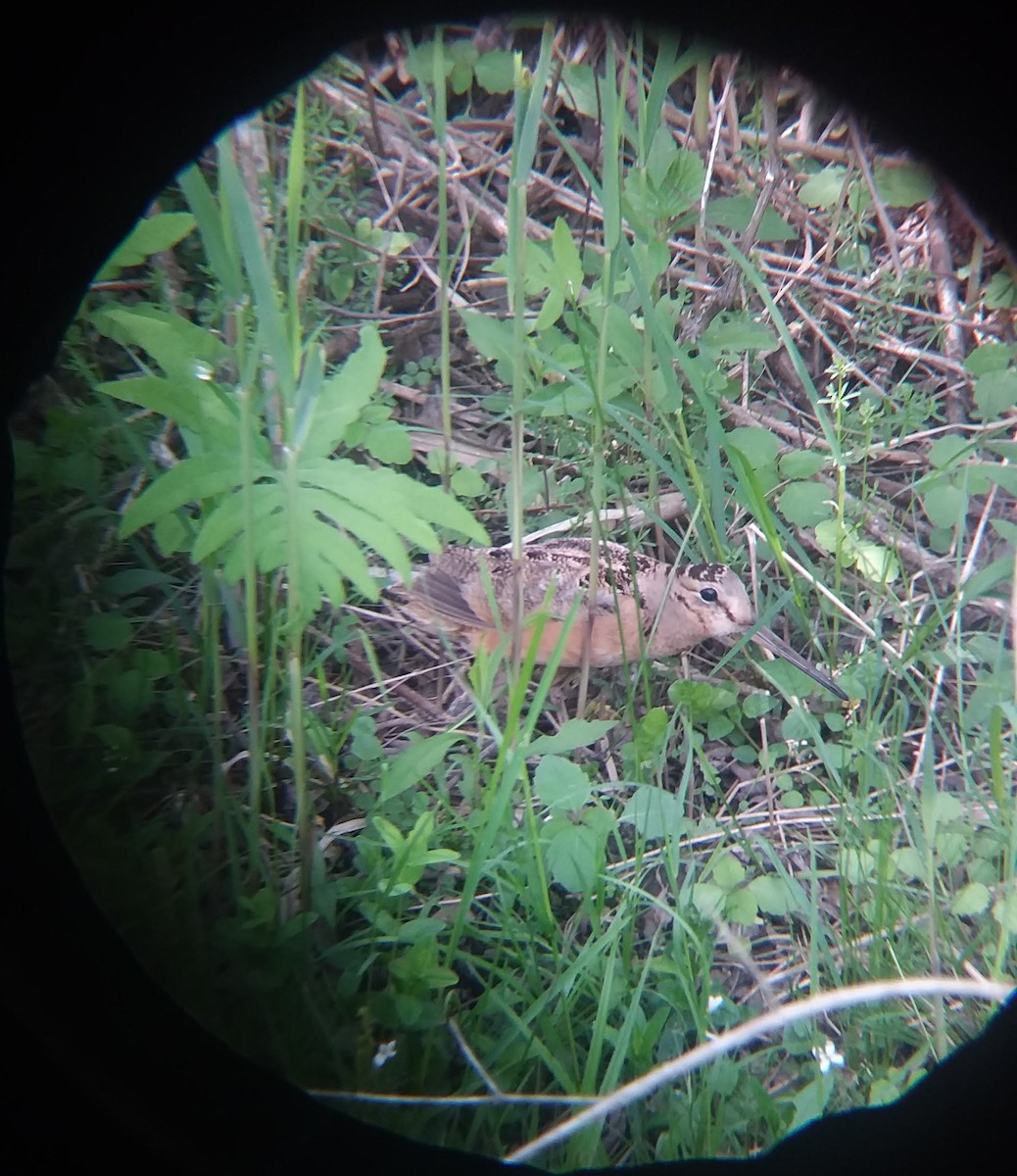 American Woodcock - ML451635371