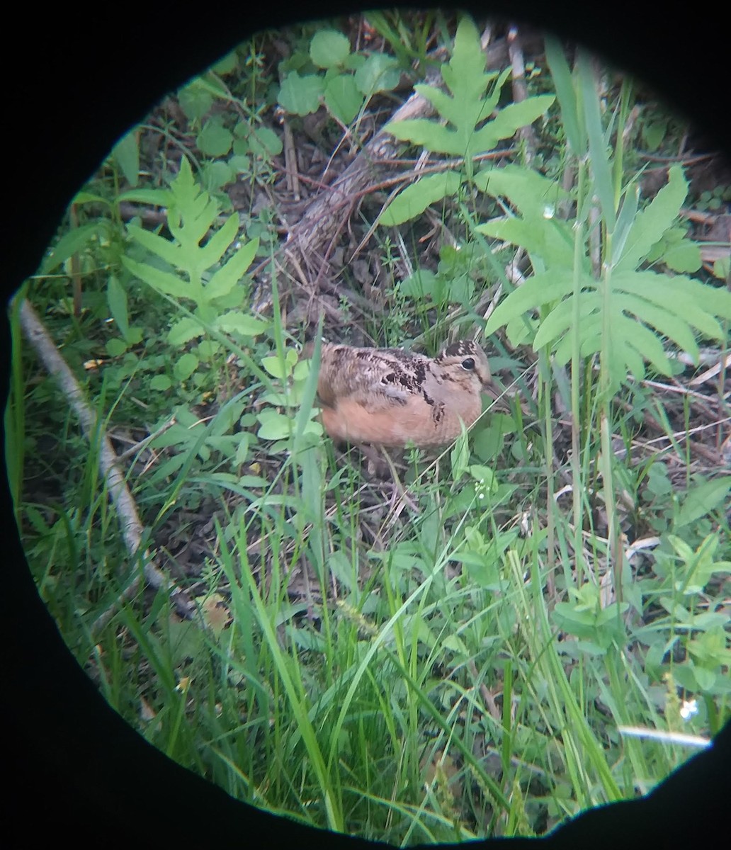 American Woodcock - ML451635401