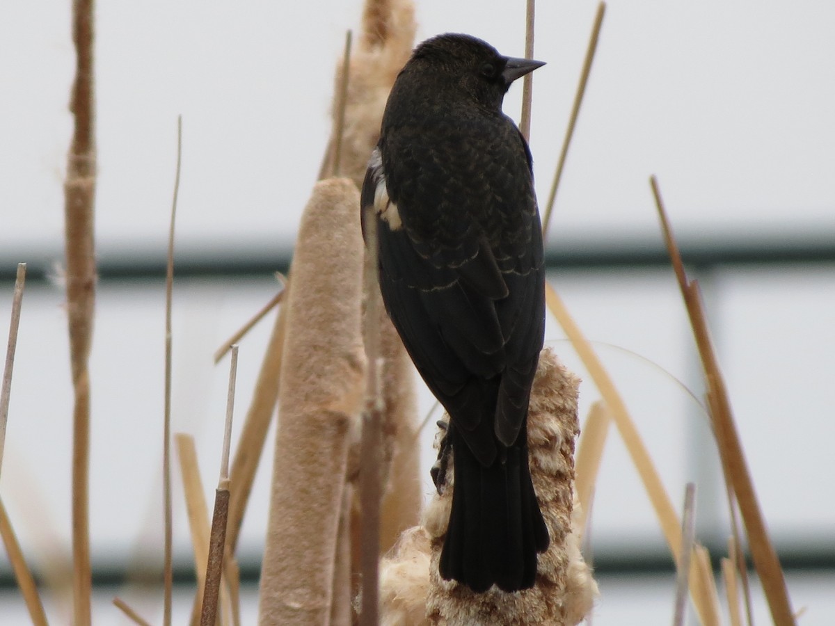 Tricolored Blackbird - ML45163541