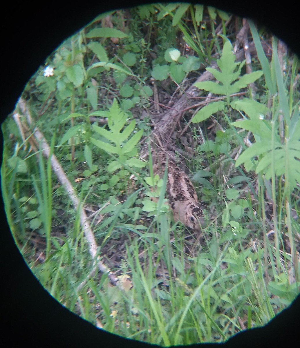 American Woodcock - ML451635421