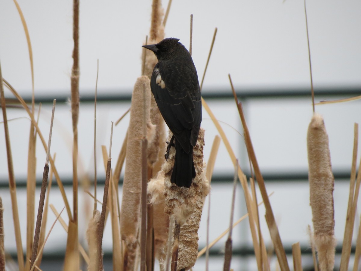 Tricolored Blackbird - ML45163561
