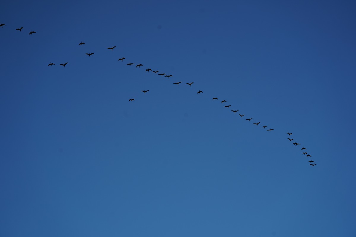 White-faced Ibis - ML451635661