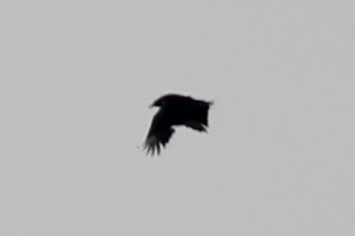 Black Vulture - ML451635941