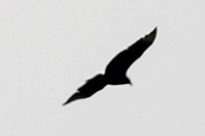 Black Vulture - ML451635951