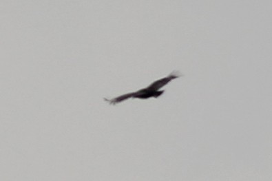 Black Vulture - ML451635961