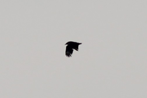 Black Vulture - ML451635971