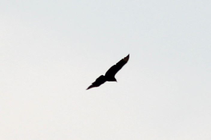 Black Vulture - ML451636001
