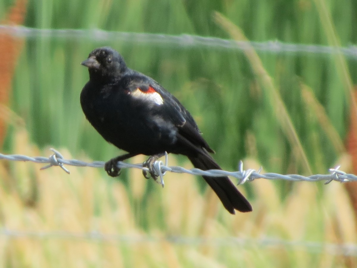 Tricolored Blackbird - ML45163611